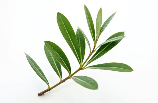 Green olive tree branch on white backdrop. Phillyrea latifolia leaves with central vein, stem. Perfect for botanical studies, nature, eco, bio, flora, plants projects.