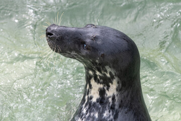 Head shot of a grey seal (halichoerus grypus) in the water