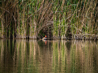 wild duck in a pond