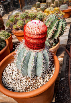 Melocactus Azureus" Images  Browse 40 Stock Photos, Vectors, and Video |  Adobe Stock