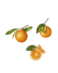 Watercolor illustration of whole oranges with leaves and sliced orange segments. Hand-painted citrus fruits on transparent background. Perfect for summer designs, food packaging, kitchen decor