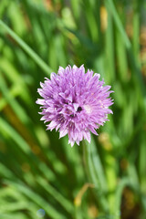 長居植物園のチャイブ