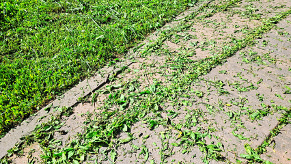 Green grass clippings on a stone pathway after lawn trimming.