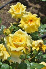 長居植物園のエンブレム