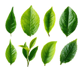 Fototapeta premium Exploring vibrant green leaves nature garden botanical fresh environment view isolated on transparent background