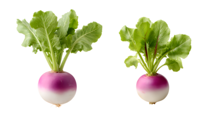 Two fresh turnips with green leaves isolated on transparent background