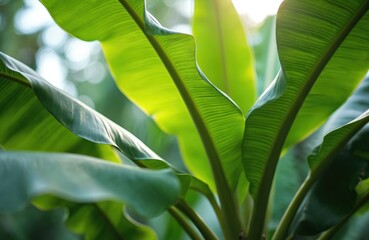 Obraz premium Close-up of lush green banana leaves. Nature backdrop illustration, sun shines through foliage, creating tropical atmosphere. Fresh vibrant leaves, natural detail, peaceful scene.