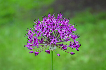  Allium 'Purple Sensation' flowering ball on green stem against natural spring green blurred...