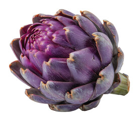 Fototapeta premium Artichoke harvesting event farm food natural environment view healthy eating isolated on transparent background