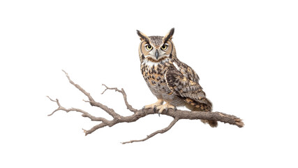 Majestic Great Horned Owl Perched on a Bare Branch