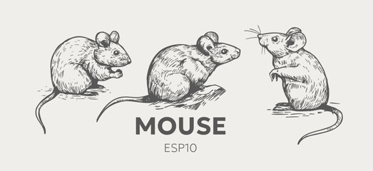 Mouse, rat, realistic illustration, vector sketch, hand drawn, monochrome