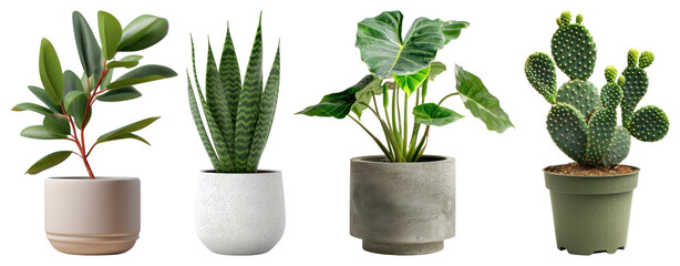 PNG Diverse potted plants arrangement, element set on transparent background