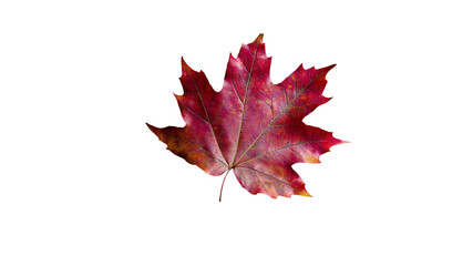 Single Crimson Maple Leaf Isolated on Transparent Background