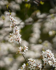 White damson blossom spring flowering, vertical background. Flowers of damson tree in spring. 