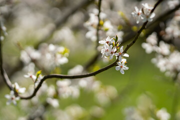 White damson blossom spring flowering, horizontal background. Flowers of damson tree in spring. 