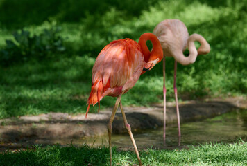 Pink flamingo arched its neck, sunny day