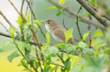 The bird Whitethroat sings a song on a branch of a spring tree
