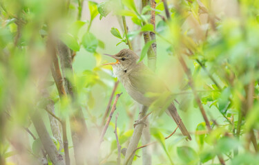 The bird Whitethroat sings a song on a branch of a spring tree