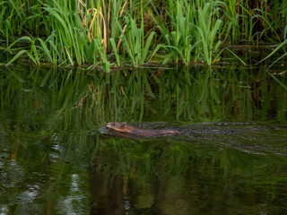 A muskrat swims of the lake.
