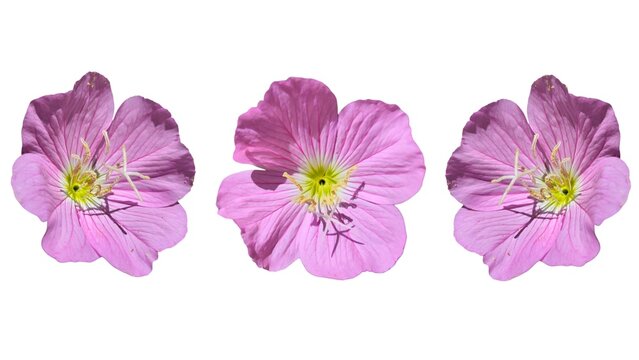 Pinkladies: a species of Evening primrose, its botanical name is Oenothera speciosa (isolated on white background).