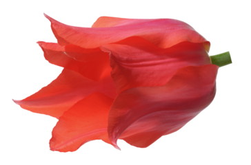 Red tulip flower in bloom, with gently curved petals, isolated background