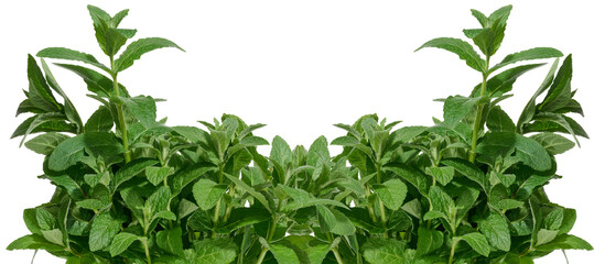 Bunch of green mint on isolated background, aromatic seasoning