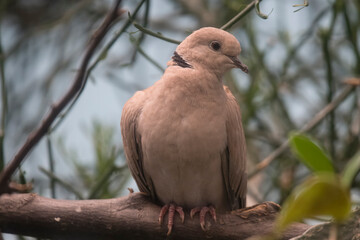 The Ring-Necked Dove (Streptopelia capicola), also known as the Cape Turtle Dove or Half-Collared Dove.