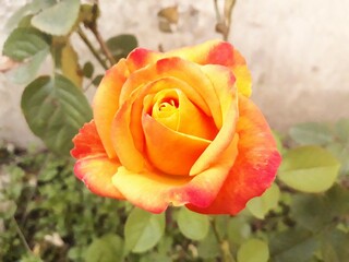 Orange Yellow rose in the garden