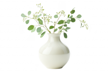Elegant off white vase with eucalyptus sprigs isolated on transparent background