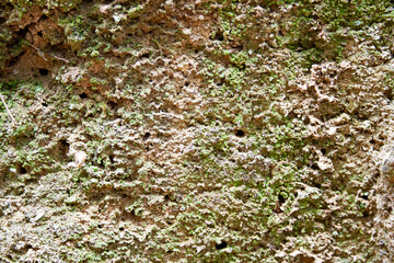 Spectacular natural wall texture in a jungle environment.