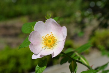 Spring bloom in madrid's botanical garden - delicate flower in sunlit garden paradise. Pink rose