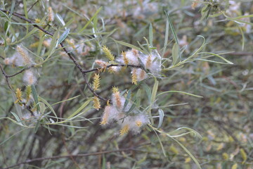 Fototapeta premium Spring blossoms in the botanical garden of Madrid. Salix Elaeagnos. Salicaseae
