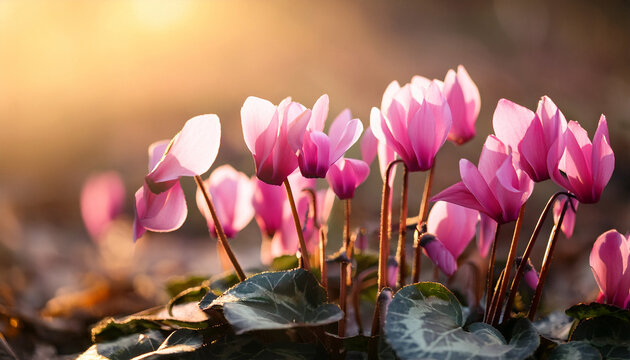 delicate cyclamen petals unfurl in warm sunlight nature cyclamen