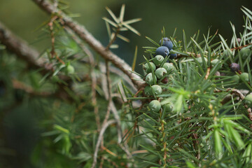 Juniper berries growing on a tree branch close up. Cooking, seasonings and spices concept
