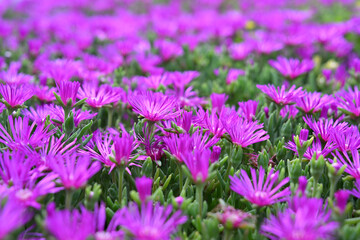 Lammpranthus spectabilis, fiore fuxia e pianta grassa che fiorisce tutta estate in luoghi...