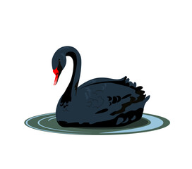 Gorgeous lonely black swan swimming in water of pond or lake. Adorable cartoon wild bird, game fowl or waterfowl. Flat colorful hand drawn vector illustration in modern trendy style