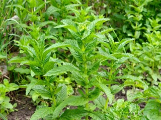 Fresh organic Mentha piperita. Peppermint is used in cooking, medicine, cosmetics.