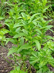 Fresh organic peppermint. Mentha piperita. Used in cooking, medicine, cosmetics