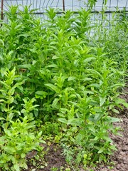 Fresh organic Mentha piperita growing in summer. Peppermint is used in cooking, medicine, cosmetics.