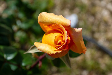 Capullo de rosa de color amarillo floreciendo en el jardín