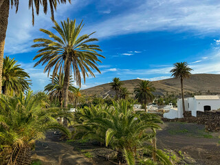 Vibrant grove of palm trees surrounds whitewashed homes in a traditional Lanzarote village. Set against a backdrop of volcanic hills and blue skies, the lush greenery contrasts with the dry terrain. © helivideo