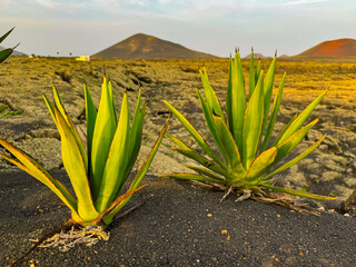 CLOSE UP: Two small agave plants sprouting in rich volcanic soil with cone shaped hills rising in the distance. Raw beauty and resilience of desert flora in arid and warm climate of Canary Islands.