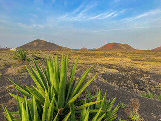 CLOSE UP: Hardy agaves with spiky leaves grow in wild environment, with volcanic mountains rising in the background. Dry and picturesque landscape reflects unique ecosystem of the island of Lanzarote.
