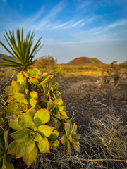 CLOSE UP: Healthy green rosette succulents growing in dark lava soil, with volcano hills in the background. Striking contrast between resilient cacti plants and rugged, arid environment of Lanzarote.