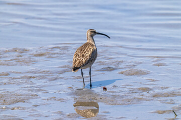 干潟で餌を探すチュウシャクシギ