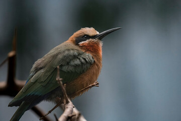 Fototapeta premium The White-Fronted Bee-Eater (Merops bullockoides).