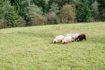 Sheeps grazing in a meadow against the background of a forest. White and brown sheeps grazing in a...