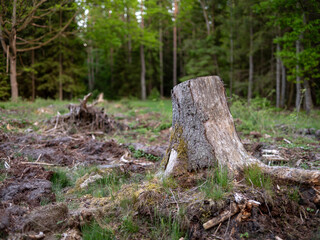 The stump of a felled tree in a cut-down forest.