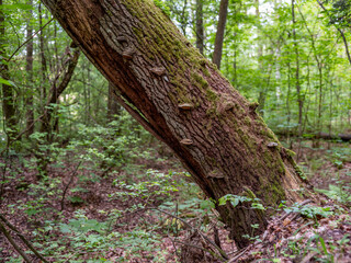 A fallen oak tree trunk in the forest. Spring time.