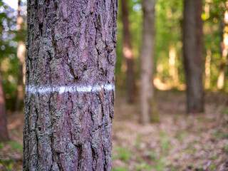Pine trunk marked with a white line.
